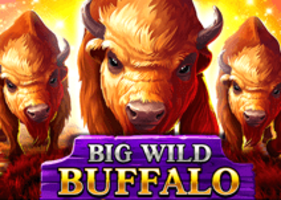 big wild buffalo